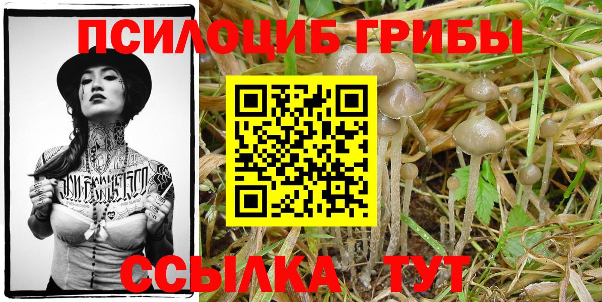 Псилоцибиновые грибы Psilocybe Назарово
